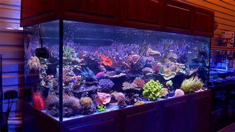 Amazon.com: 500 Gallon Fish Tank.